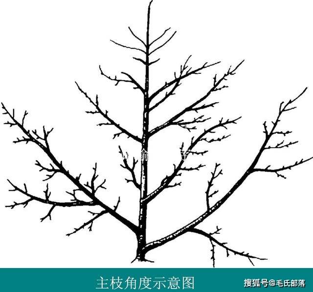 苹果树栽培技术｜苹果树丰产树形结构及部位名称_主枝