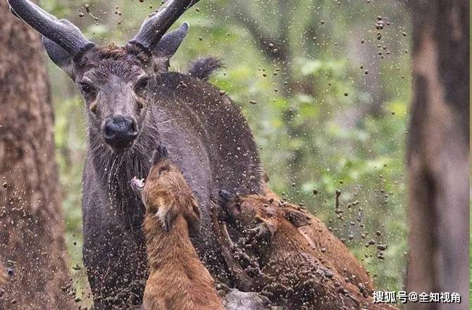 一群豺敢捋虎须?犬科战斗力之王,可跳2米高,专杀大型猎物!_老虎