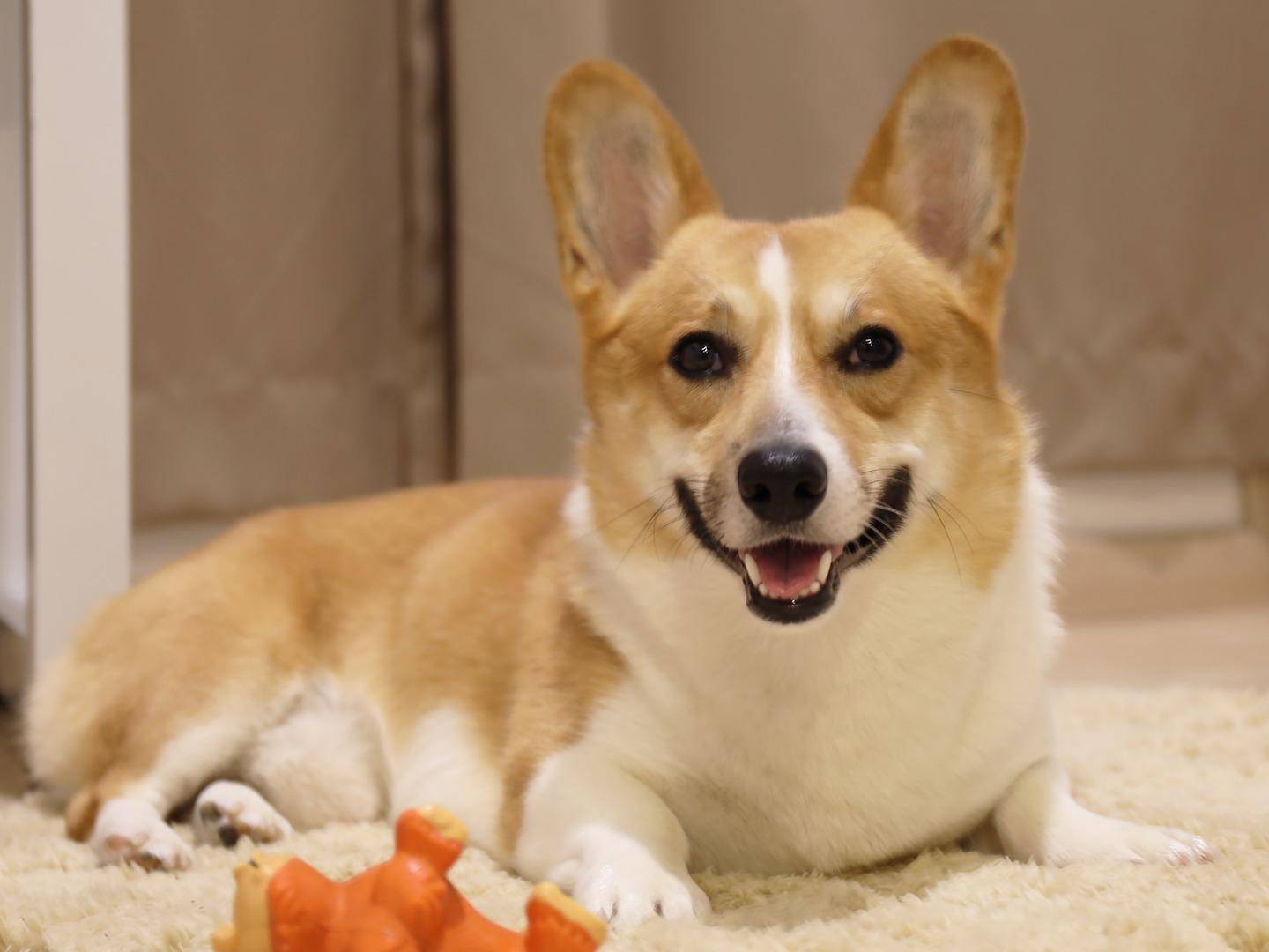 2020搜狐号"晒宠大赛"——超萌宠物候选集(三)