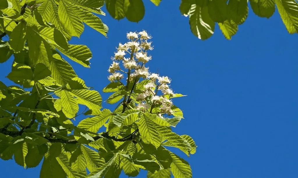 相传佛祖在无忧树下诞生,在菩提树下成佛,在七叶园居住和说法,在