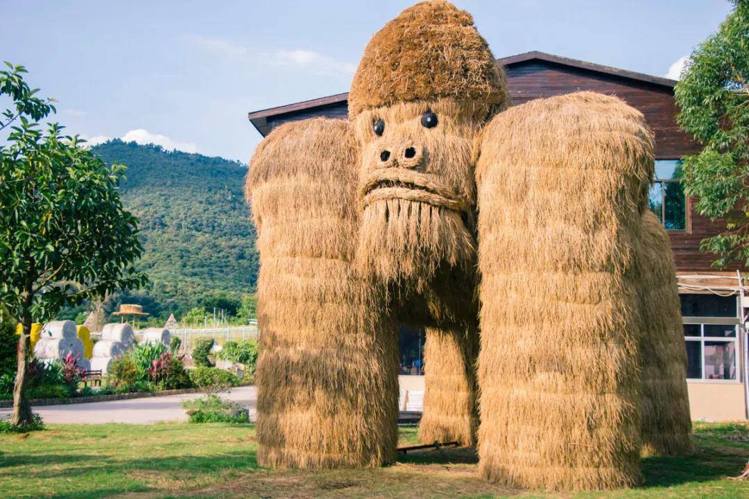 福建罕见海沧百亩草垛主题乐园出门就是森林
