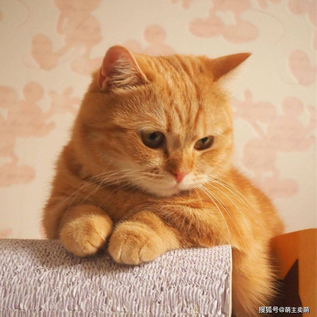 腿短的猫看起来总是这么可爱
