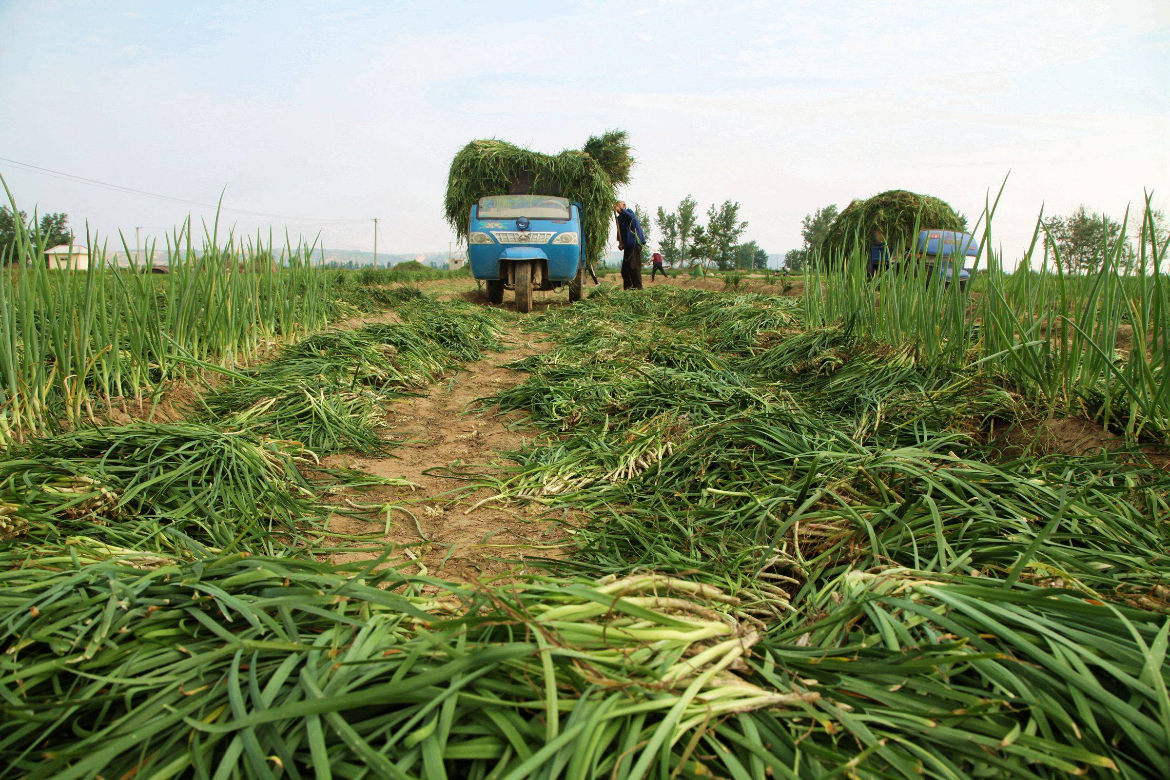 山西农村黄河滩上韭菜收割后,有人腌菜有人喂羊,看咋回事_大姐