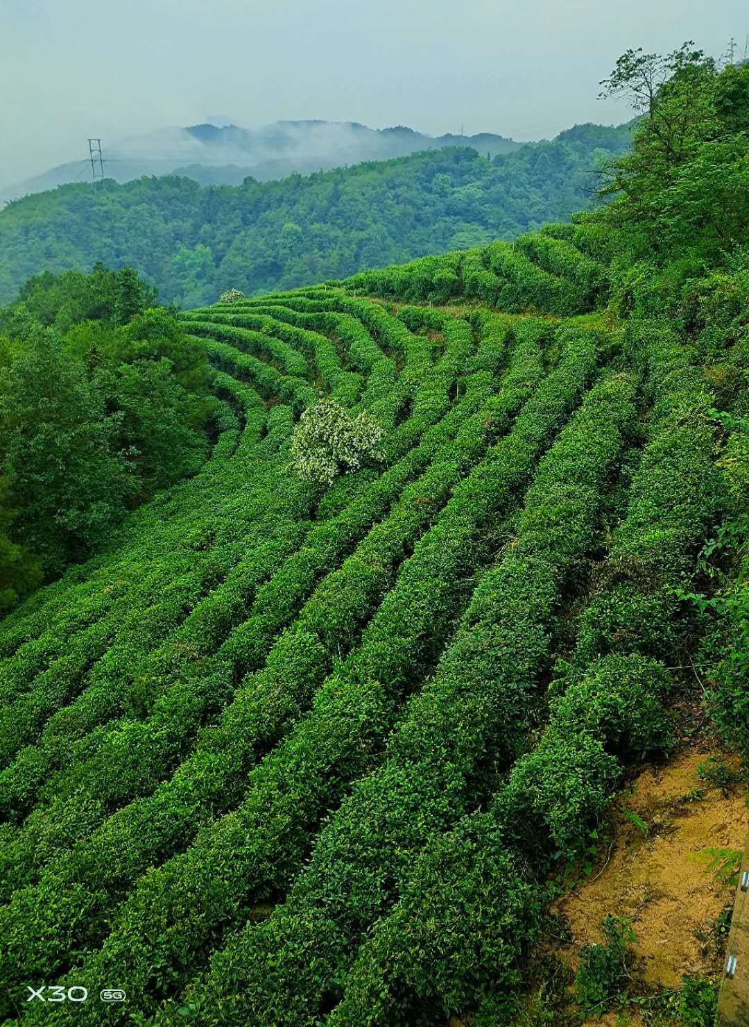 浩然斋主(李高清)咏茶诗赋