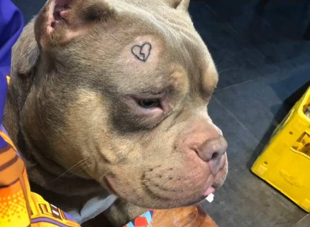 主人给狗狗纹身,引网友热议,主人:没强求,狗狗自己要纹