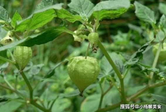 用锦灯笼果实五两,苋实三两,马蔺子(炒),大盐榆白皮(炒)各二两,柴胡