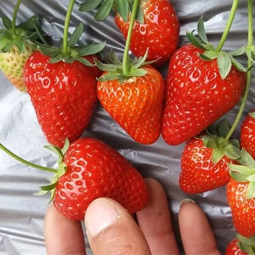 草莓的生长特性表现在休眠浅,成花容易,花量大,连续结果能力强,早熟丰