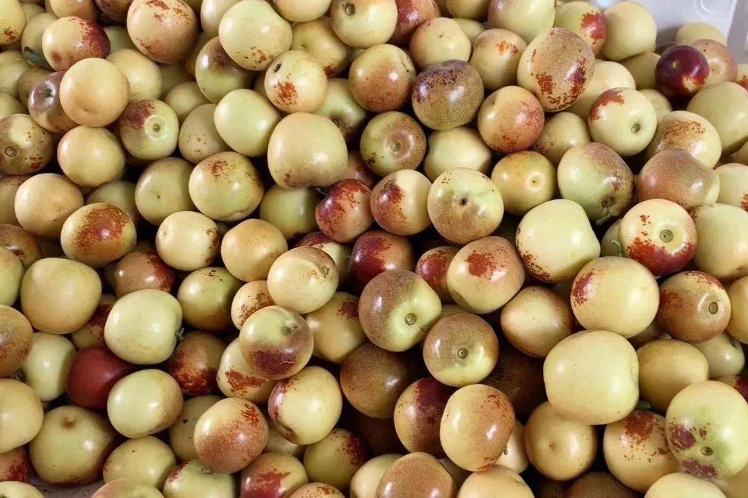 而大荔花生也以荚果硕大,籽仁饱满,果皮洁白,出油率高等优势,与全国