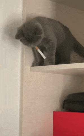 当猫咪叼起烟来,社会我猫哥,猫狠话不多!