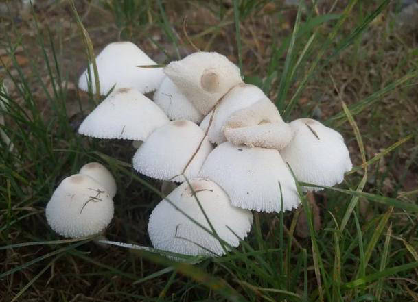 毒蘑菇白色图片