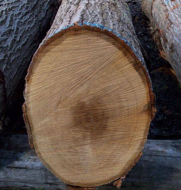 地暖实木地板优秀木种之栎木