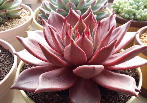 原创养星座多肉天箭座如何盆栽叶肥花美这样办好养又好看