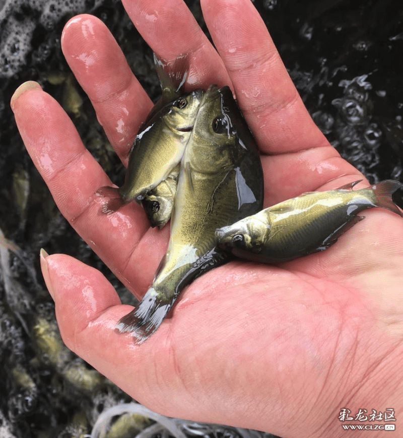 东北松浦镜鲤落户高原农谷-鱼菜共生基地!