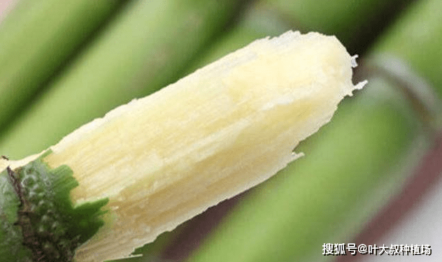 经过榨糖之后剩下的甘蔗渣,约有50%的纤维可以用来造纸.