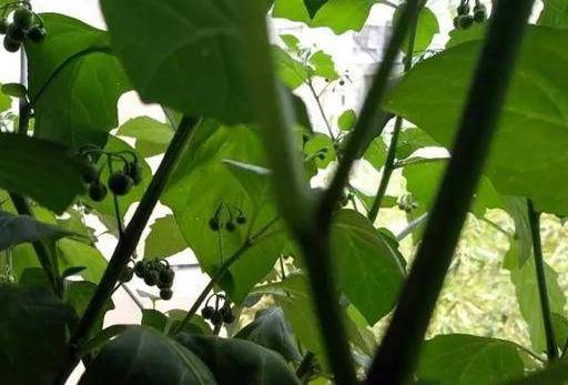 香端端结果香又甜