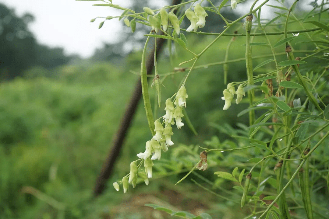 苦刺参植物图片