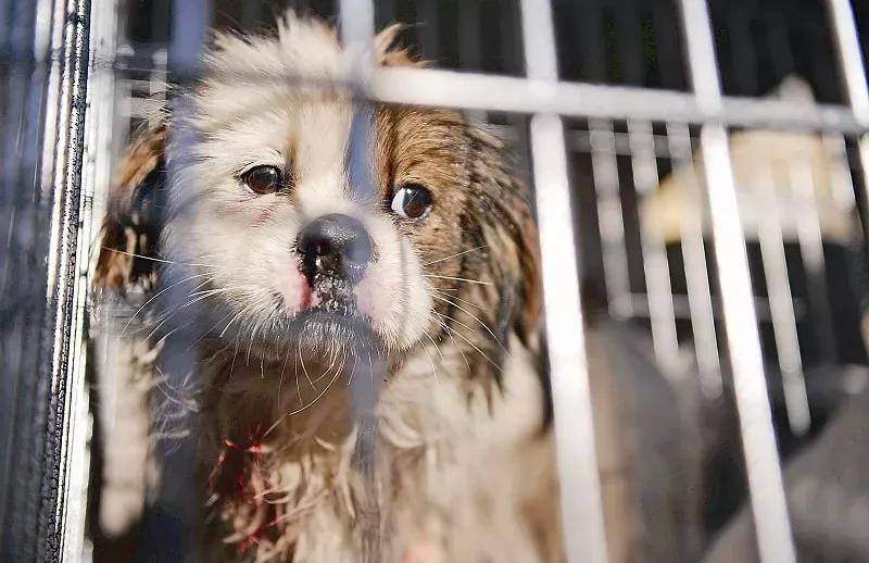 流浪并不是流浪狗追求的梦想,谁该为它们的流浪买单_动物