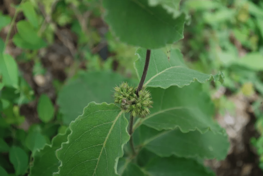 筑邦學堂150餘種常見藥用植物