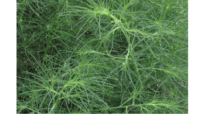 媳妇尖野菜图片