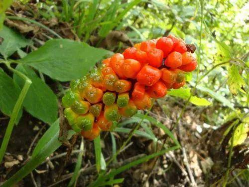 野菜山玉米图片大全图片