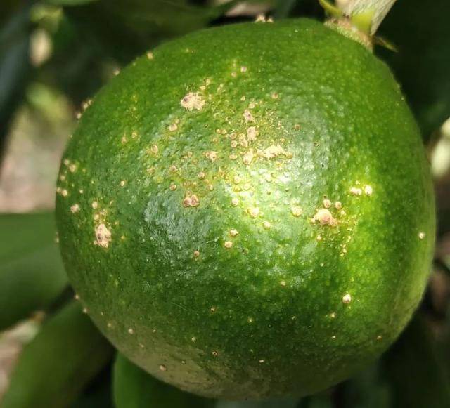 除了红美人之外,温州柑(温州蜜桔)也是容易得这个病的.