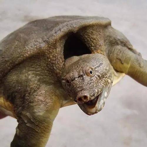 (2)鳖的脖子长,老鼠脖子短.(3)鼠头大耳朵,鳖没有. 我们来看看水獭