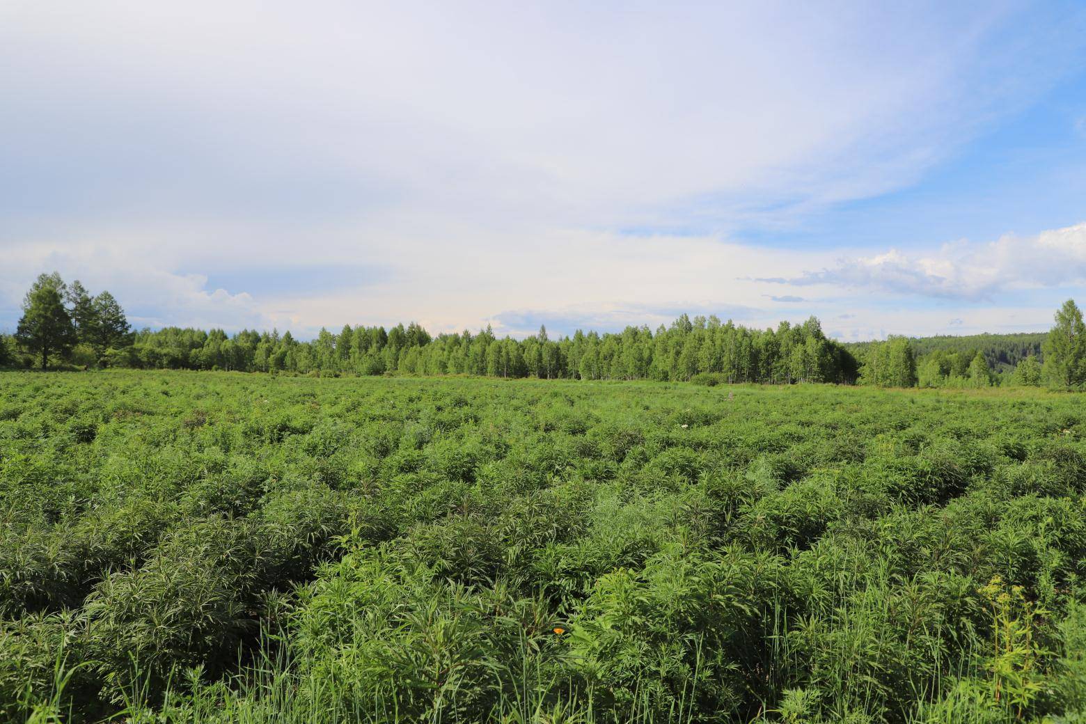 阿木尔林业局:全力打造二十六站古驿站北药花海种植基地