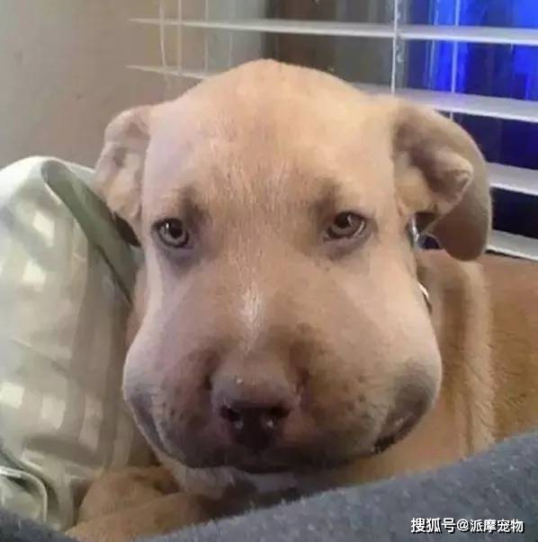 (被蜜蜂叮咬的狗子 图源自网络)