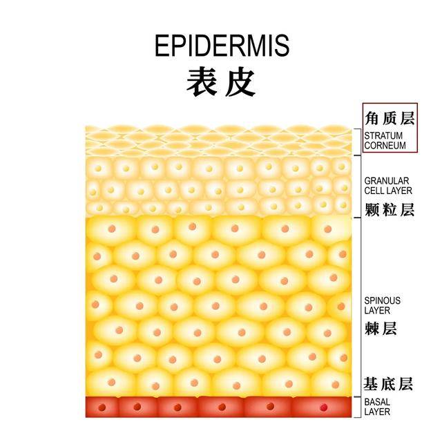 女人为什么要保养皮肤_保养皮肤女人要多少钱_注重保养皮肤的女人