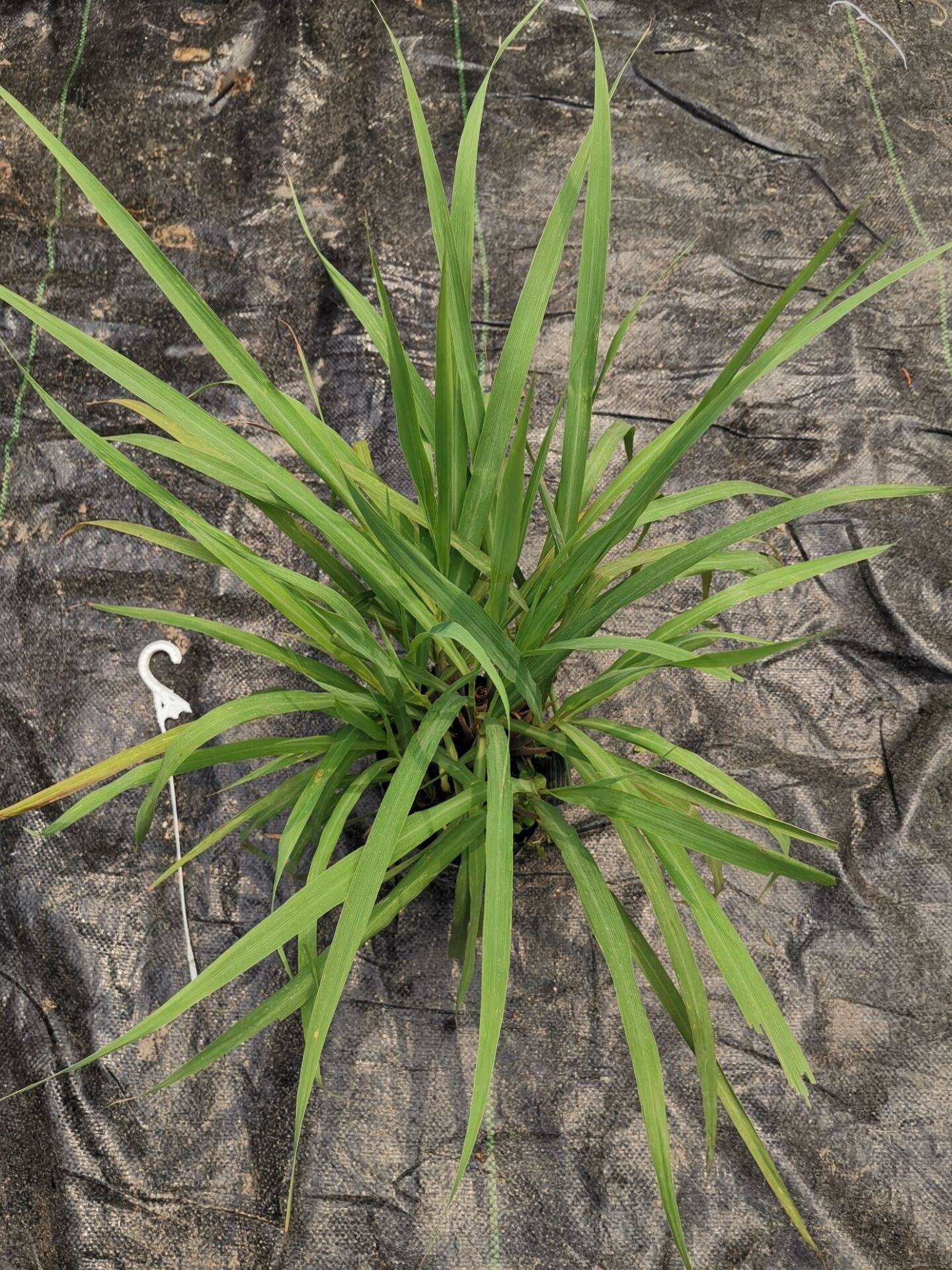 勐远仙境的野菜太丰富了,汪涵《野生厨房》只展示了冰山一角