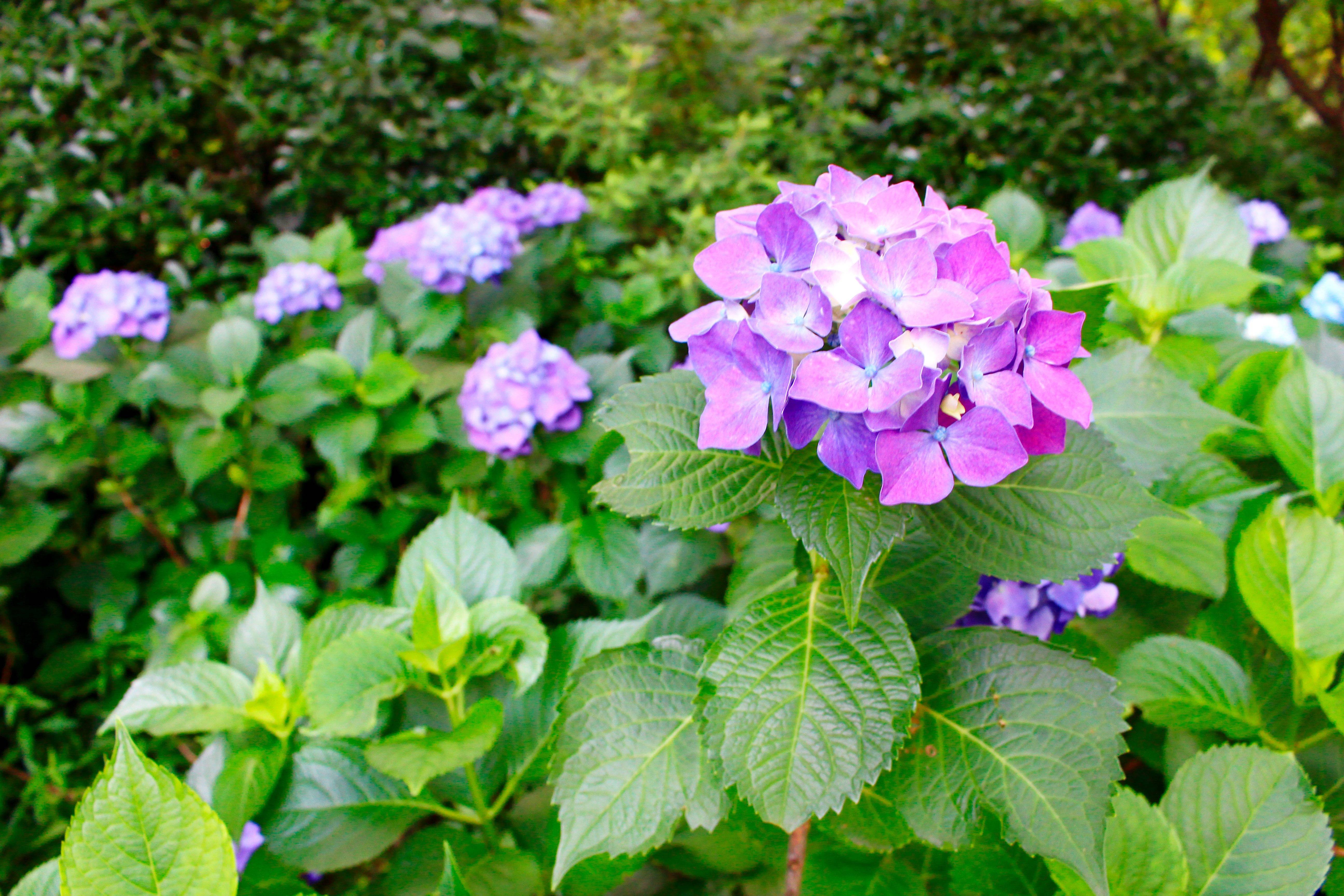 湖南省森林植物園:繡球花開的季節