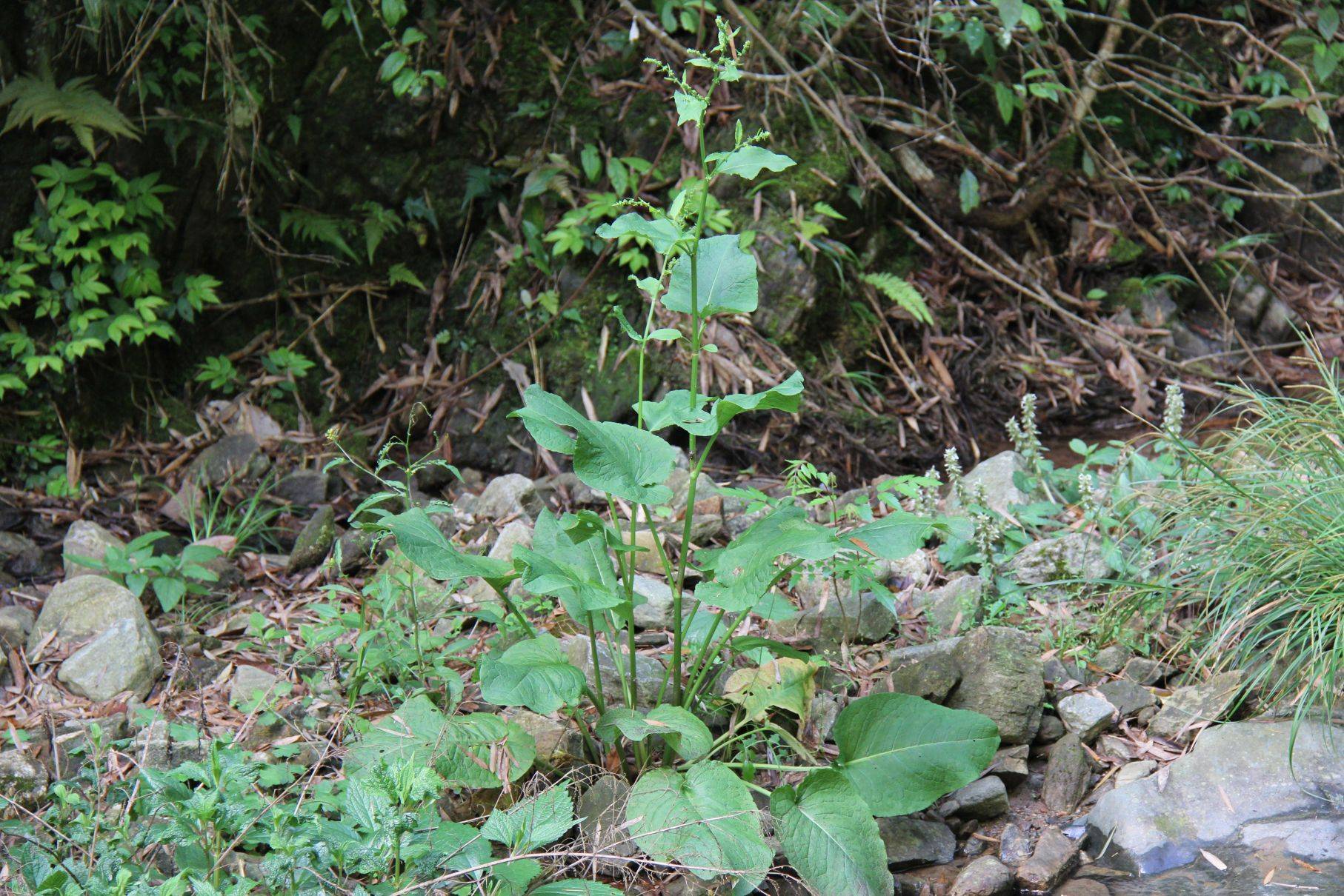 慶元植物1183-蓼科-酸模屬-鈍葉酸模