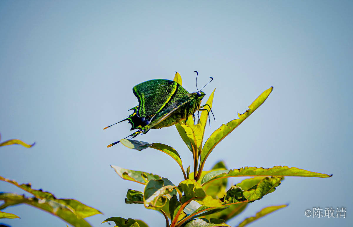原创eos 5d4伴我挑战微观生态世界