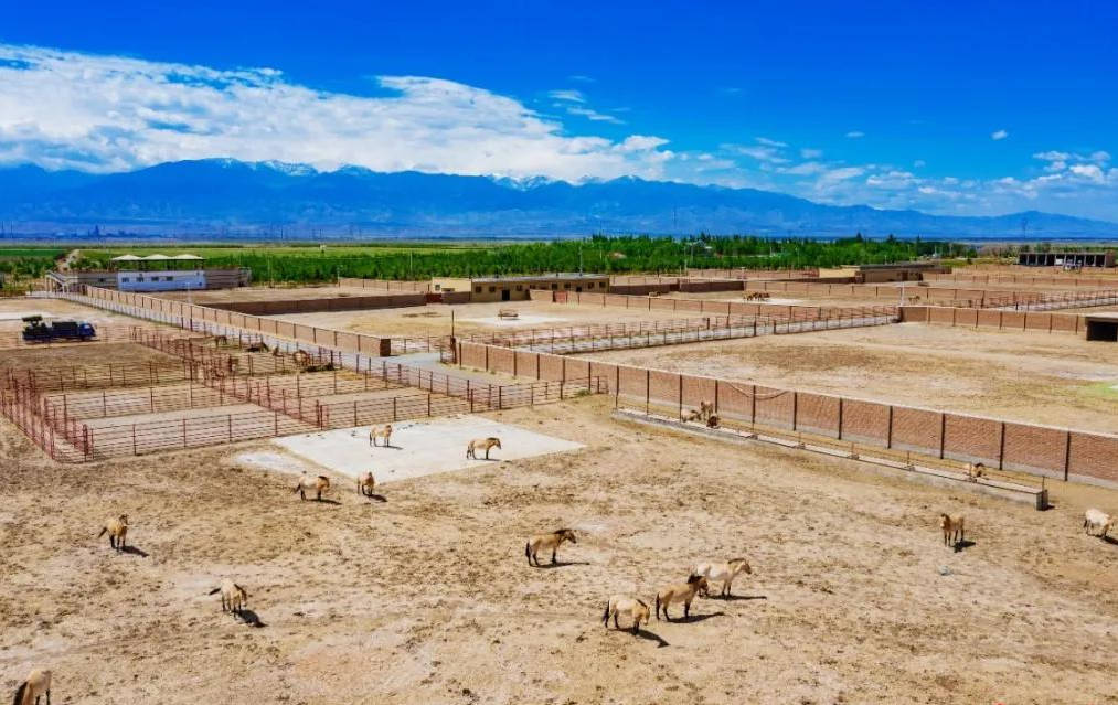 野马!昌吉的这个世界之最你要了解