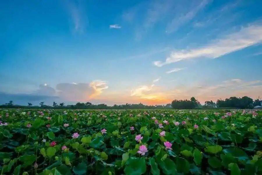 几首古诗带您游览宝应射阳湖