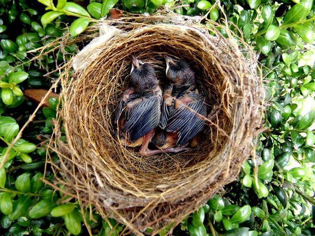 原创鸟窝没顶,下雨幼鸟咋办?看完才知道多虑了