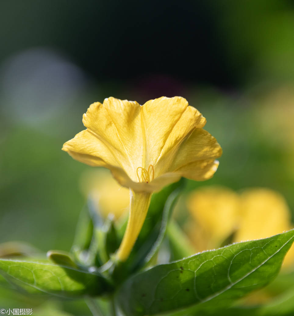 花卉摄影:人称罗密欧与朱丽叶之花的紫茉莉,代表坚贞质朴成熟美