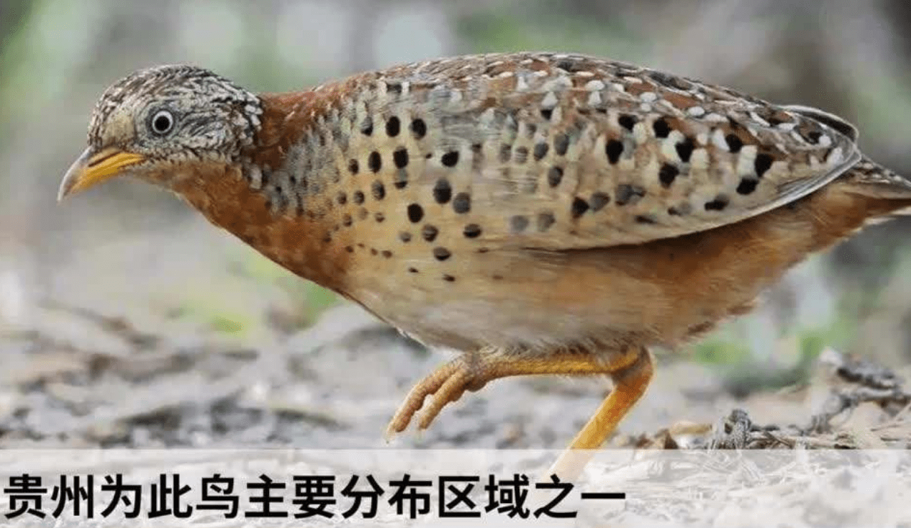 贵州"怪声"答案系鸟叫,这是什么样的生物?