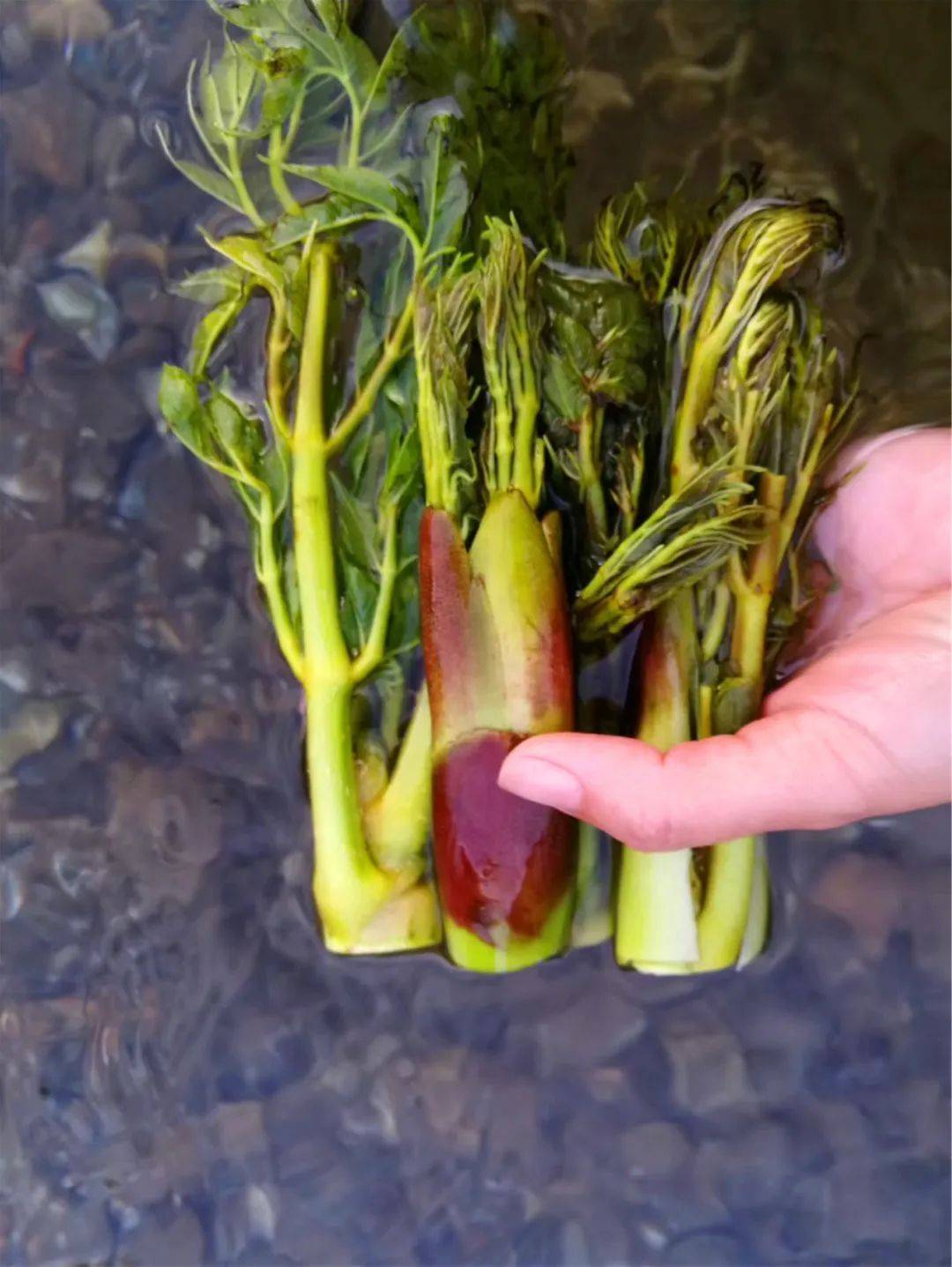 红菇,见手青,奶浆菌,鸡枞,树毛衣,椿头,五渣尖,苦圈圈,苦籽果甚至竹虫