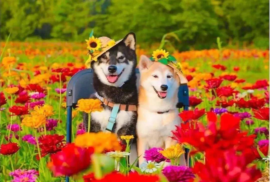 杭州花艺培训花海中的柴犬兄妹用治愈的笑容温暖世人一起来吸呀