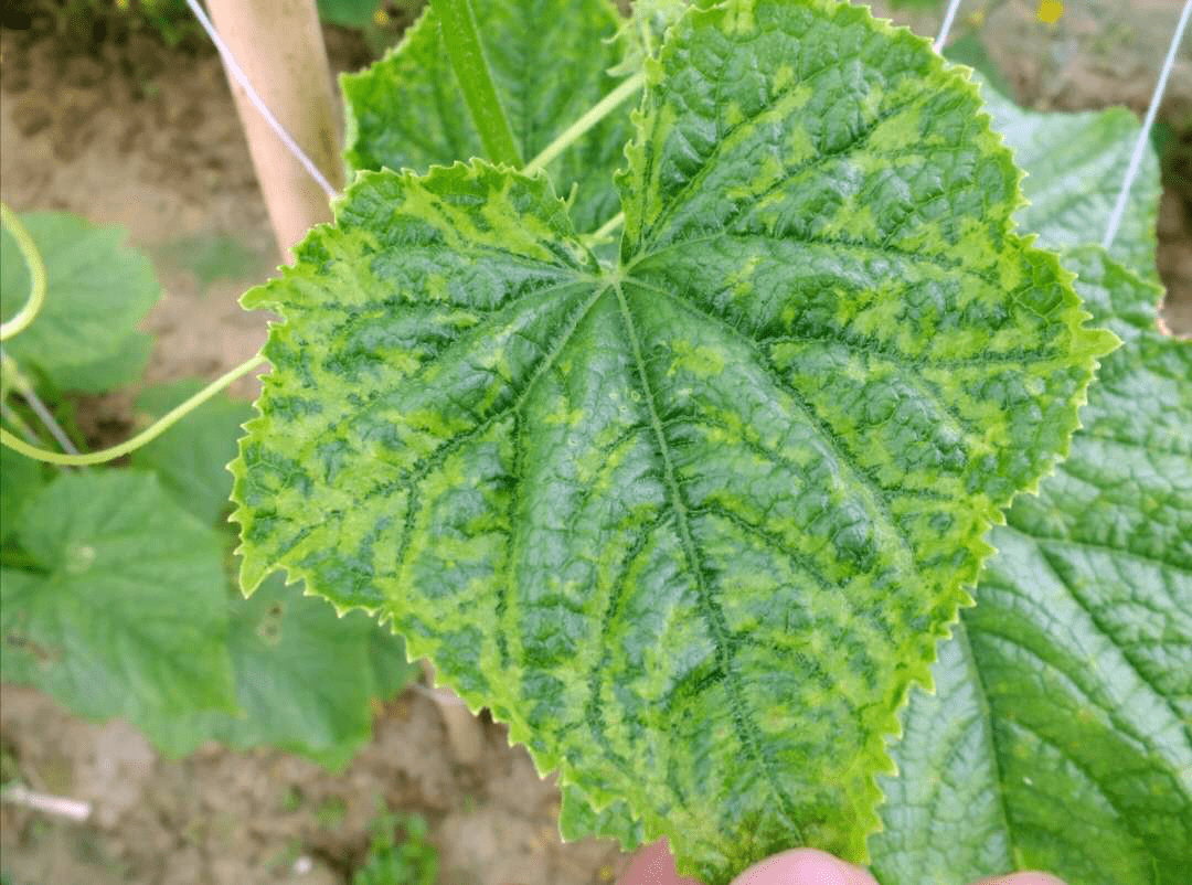 叶明脉,生长缓慢或矮化,如番茄的花叶病毒病,西葫芦的银叶病毒病,黄瓜