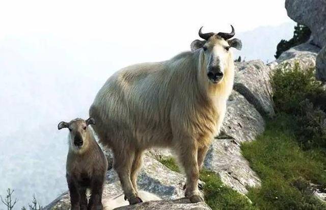 秦岭一面相憨厚的蛮横野兽,能撞断碗口粗的树,暴怒会攻击人类