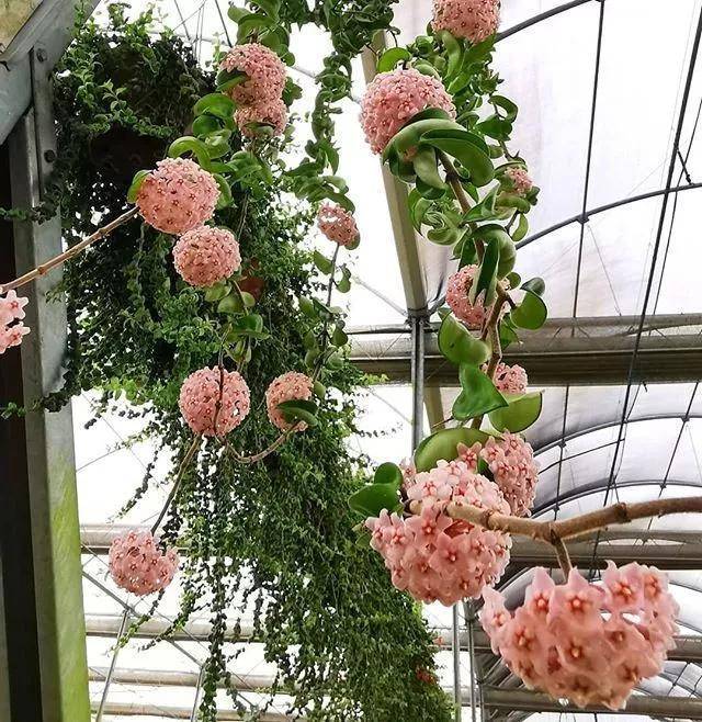 如果你的球兰一直不开花,那么就试试这几种方法吧,还有一个特点就是