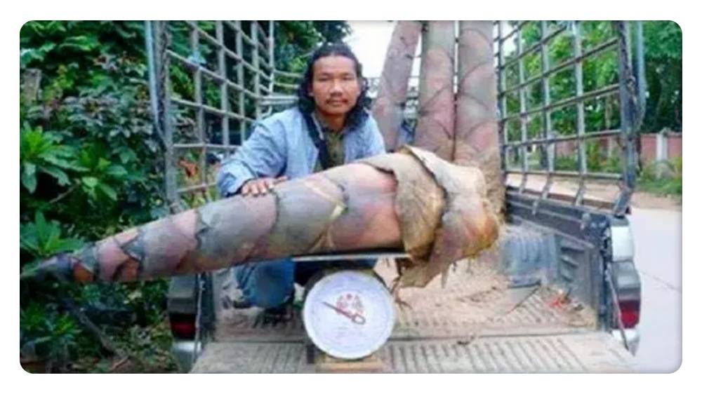 最大最粗巨龙竹图片图片