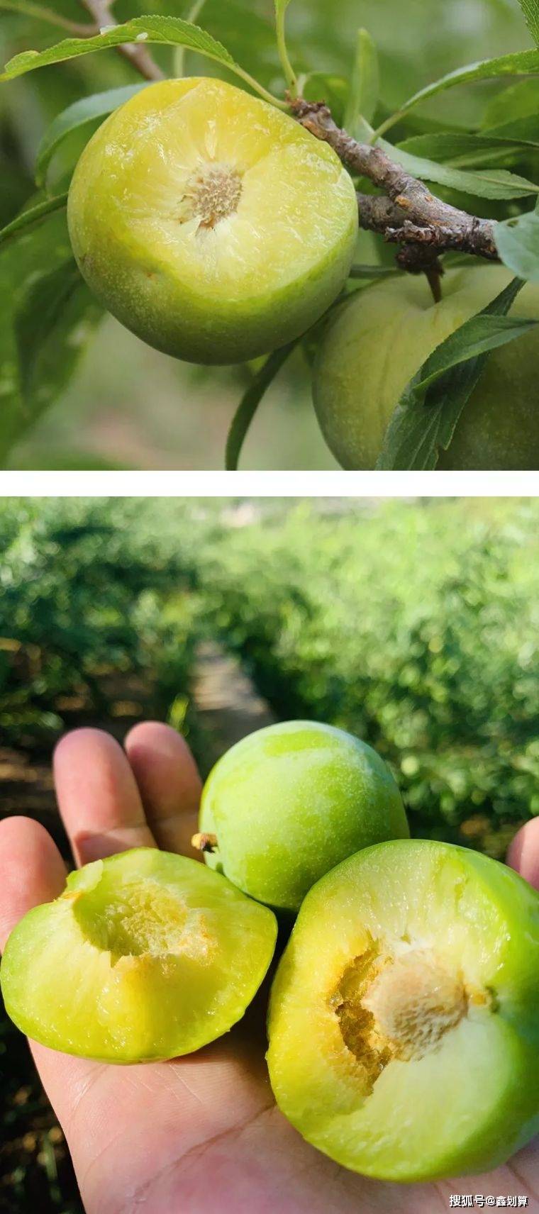 果面光滑,色泽青黄,果肉厚实,口味脆甜_李子