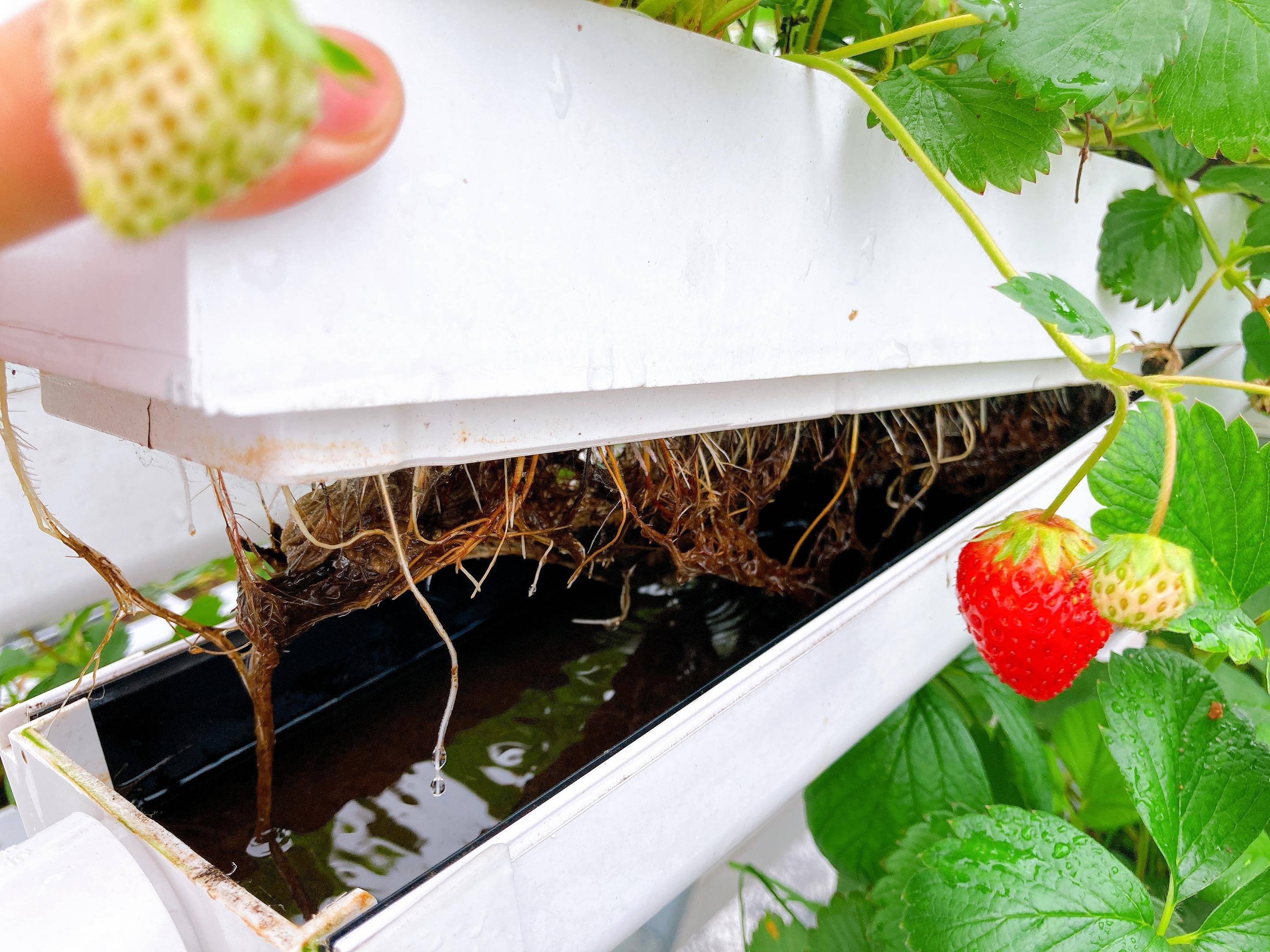 草莓立体种植槽让你爱上种草莓