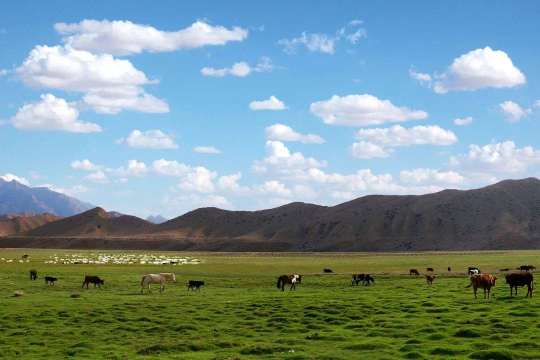 7月8日乌兰图雅带你云赏巴彦淖尔直播天赋河套