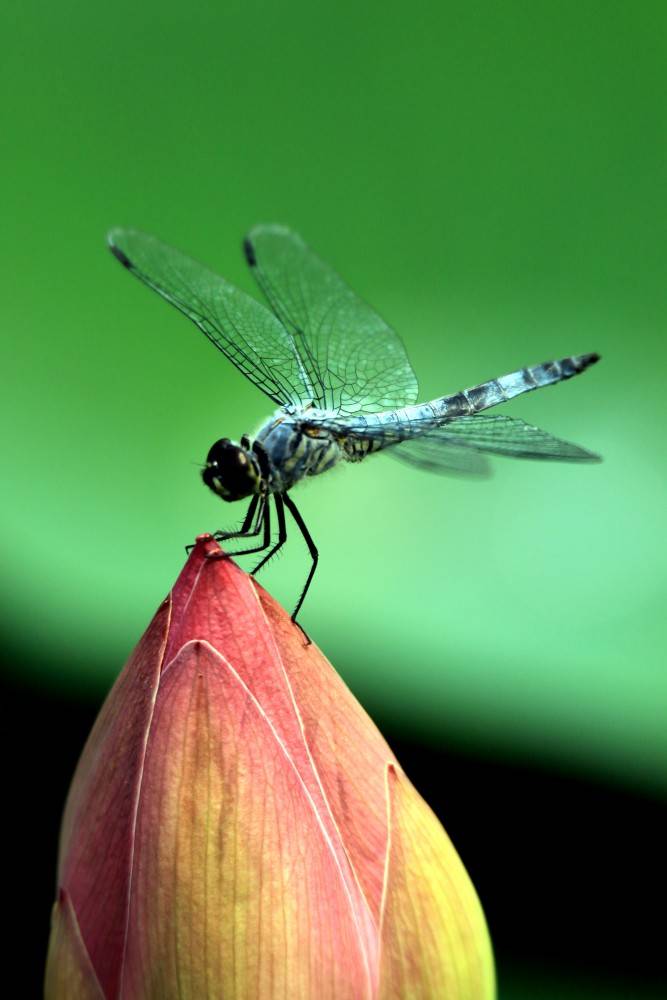 夏日荷塘之蜻蜓篇