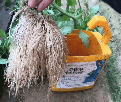 大家使用生根剂养护一下根系,就会解决或者避免出现番茄僵果的问题