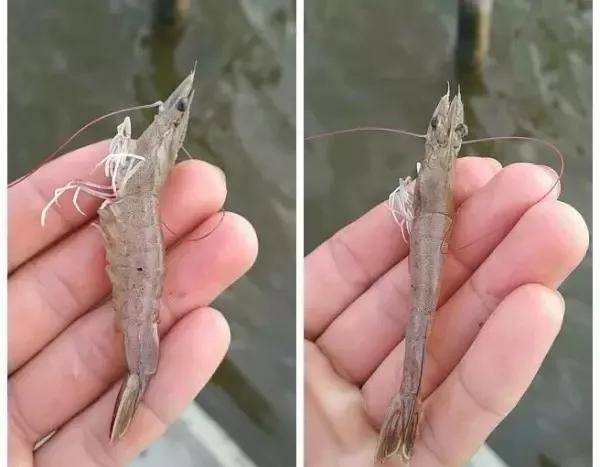 南美白对虾出现肌肉白浊!不要慌,方法看这里!